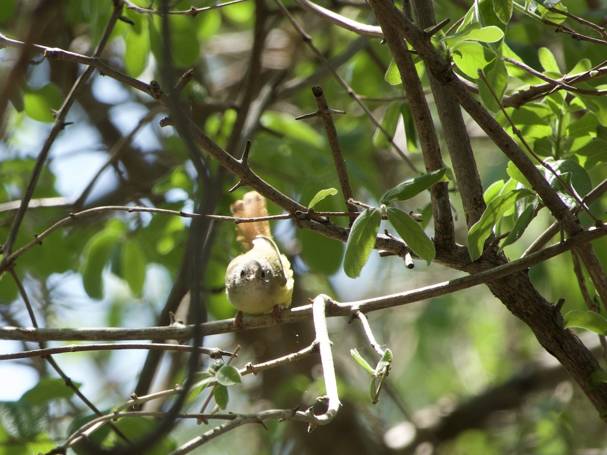 Livingstone's Flycatcher - ML646339053