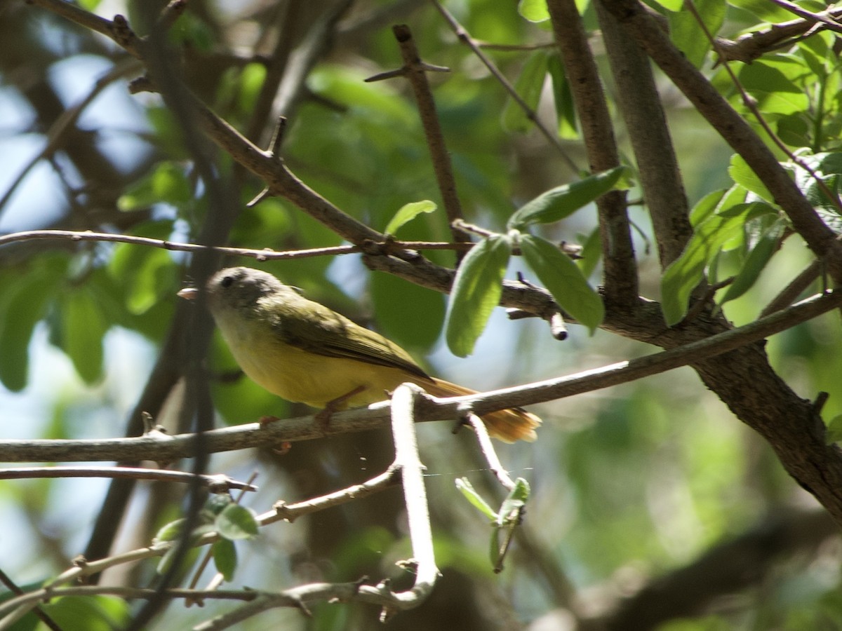 Livingstone's Flycatcher - ML646339054