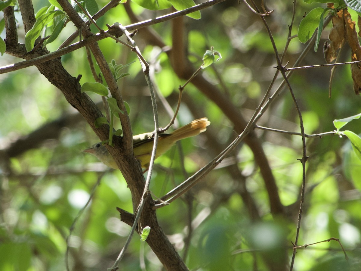 Livingstone's Flycatcher - ML646339055