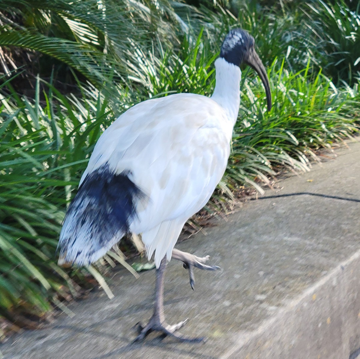 Australian Ibis - ML646339056