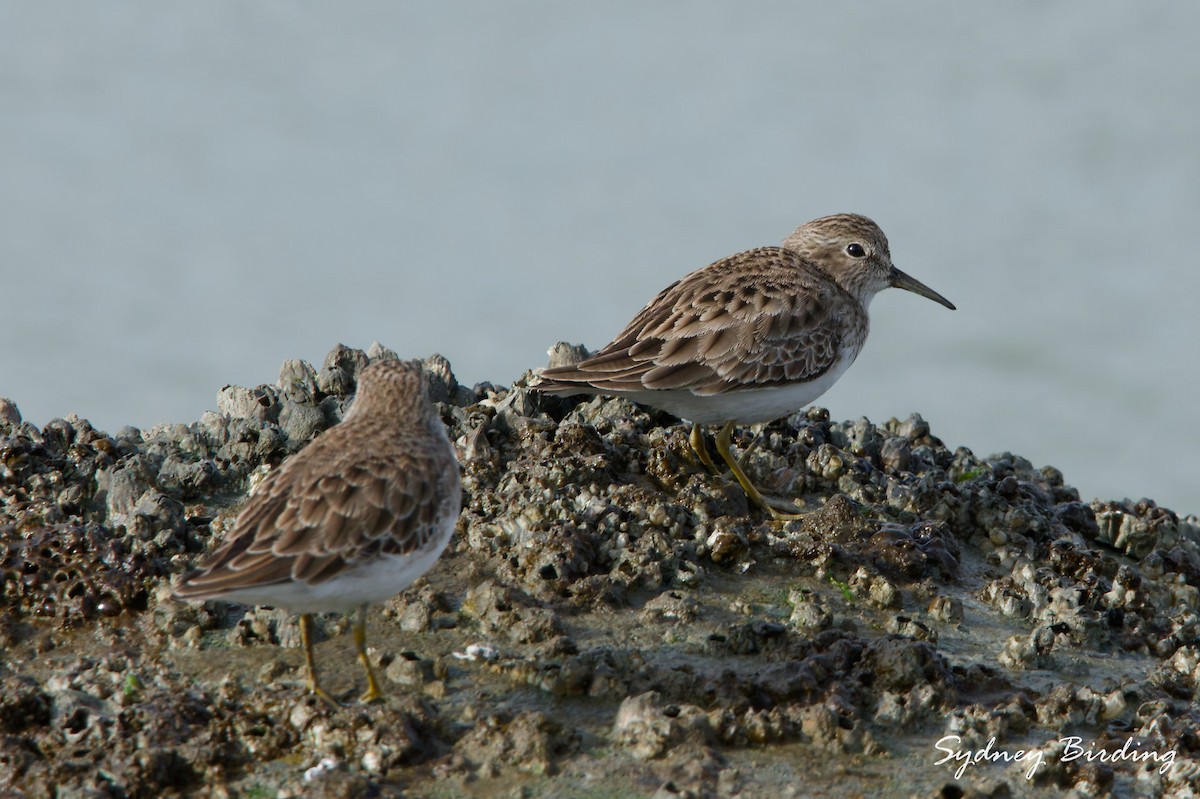 Least Sandpiper - ML646339070