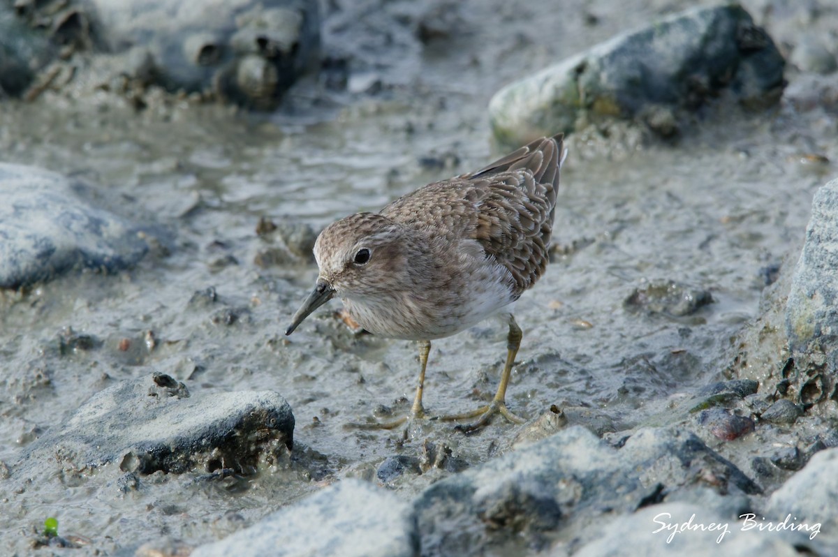 Least Sandpiper - ML646339071