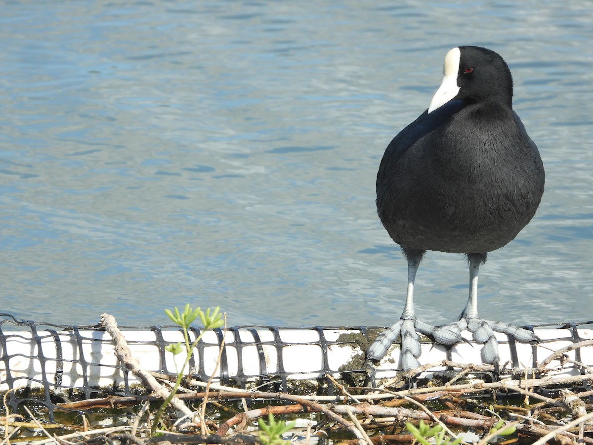 Hawaiian Coot - ML646339073