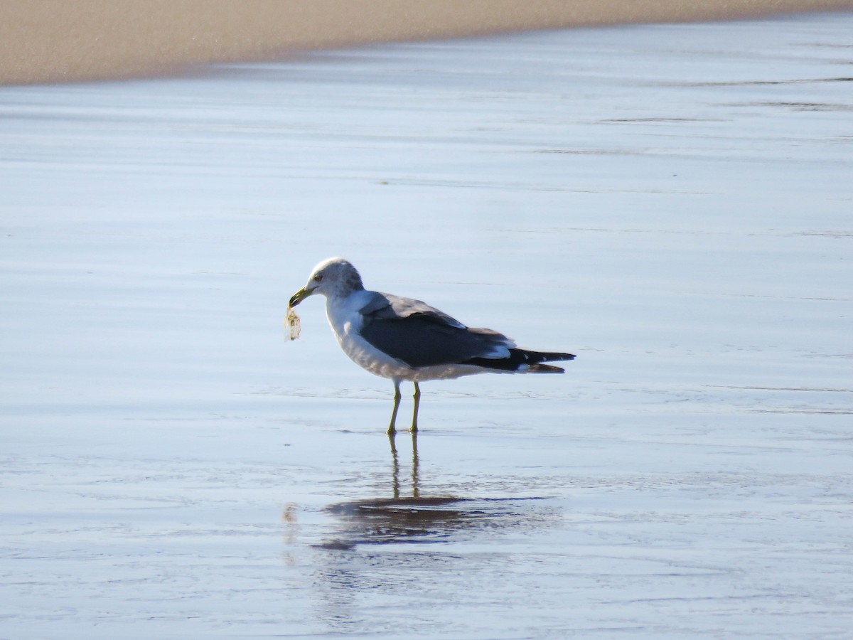 japanmåke - ML646339074