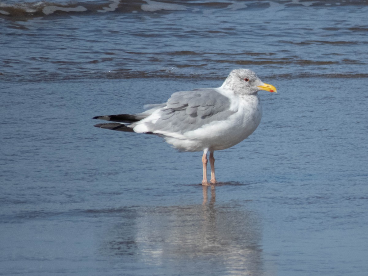 sibirmåke/mongolmåke - ML646339076