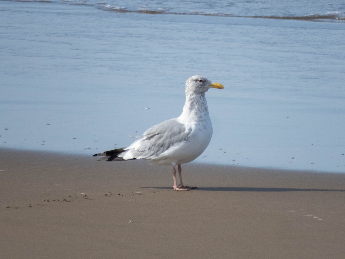 sibirmåke/mongolmåke - ML646339077