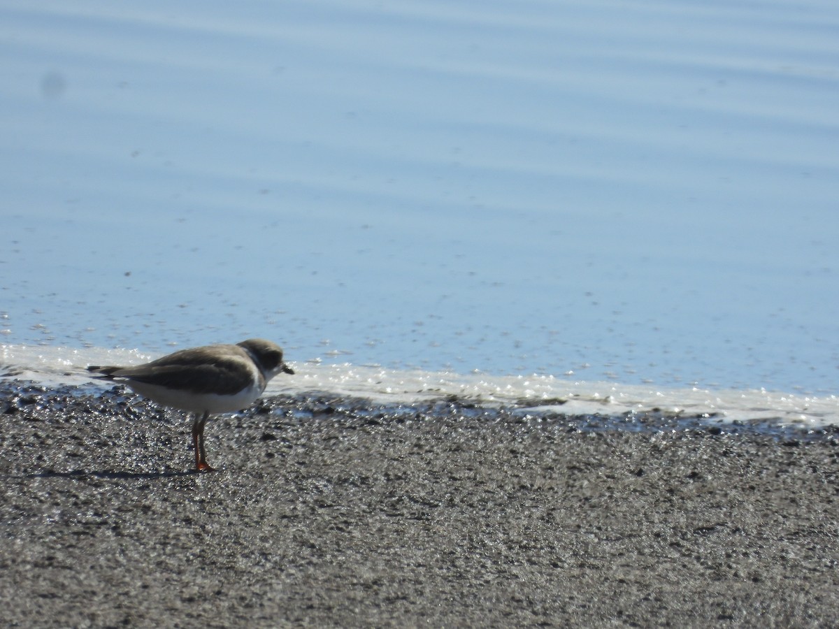 Semipalmated Plover - ML646339079