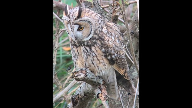 Kulaklı Orman Baykuşu - ML646339081