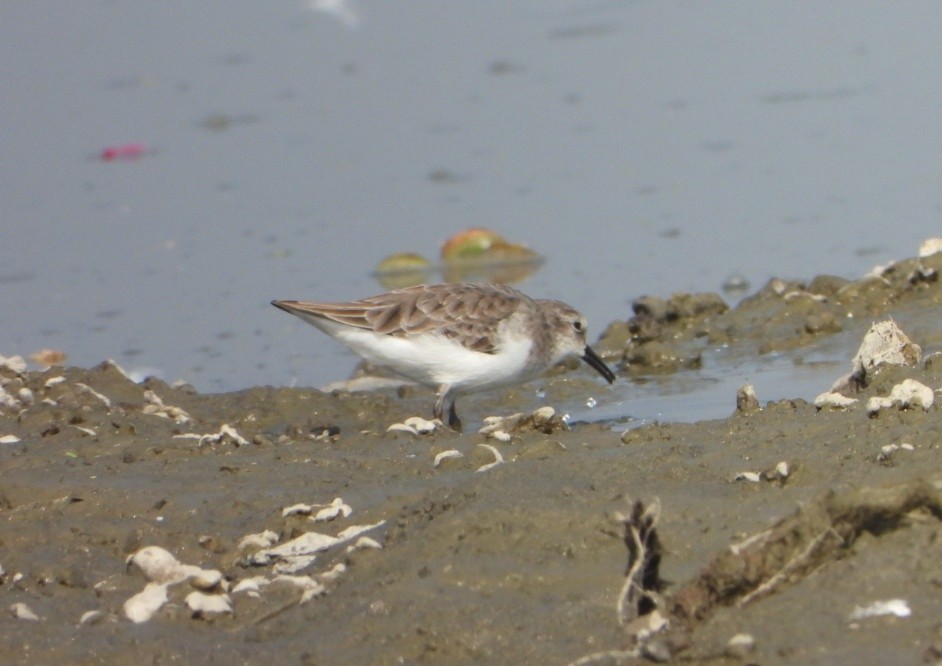 Little Stint - ML646339083