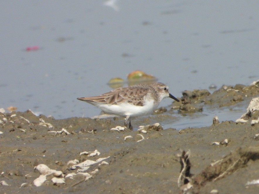 Little Stint - ML646339084