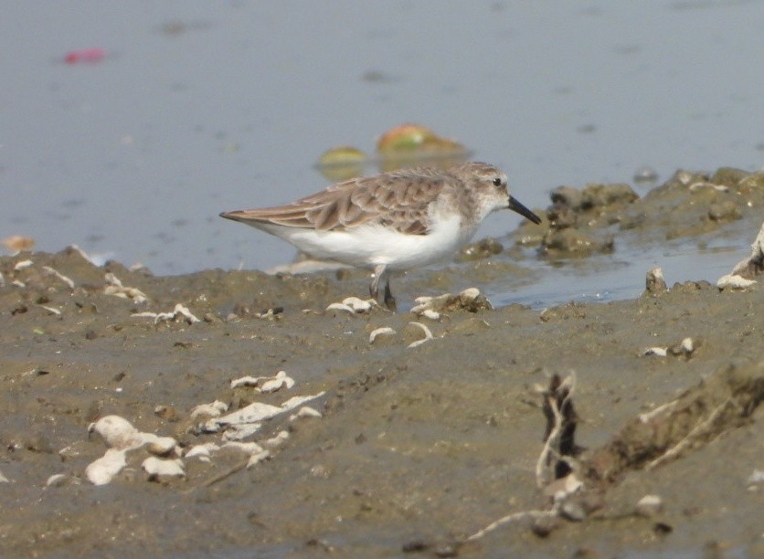 Little Stint - ML646339085