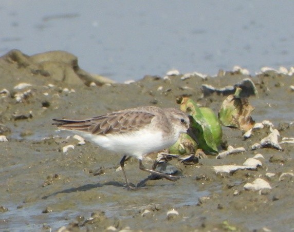 Little Stint - ML646339086