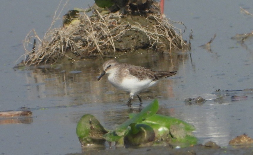 Little Stint - ML646339087
