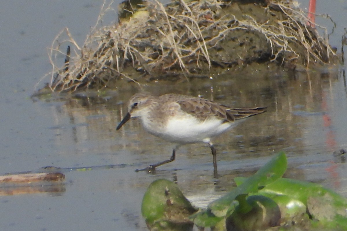 Little Stint - ML646339088