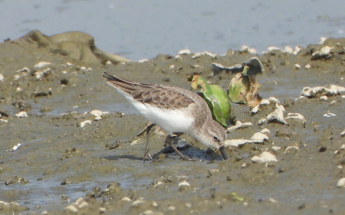 Little Stint - ML646339089