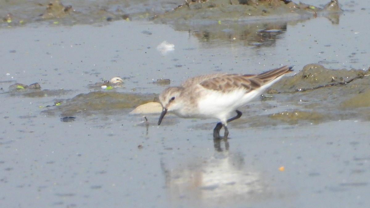 Little Stint - ML646339090