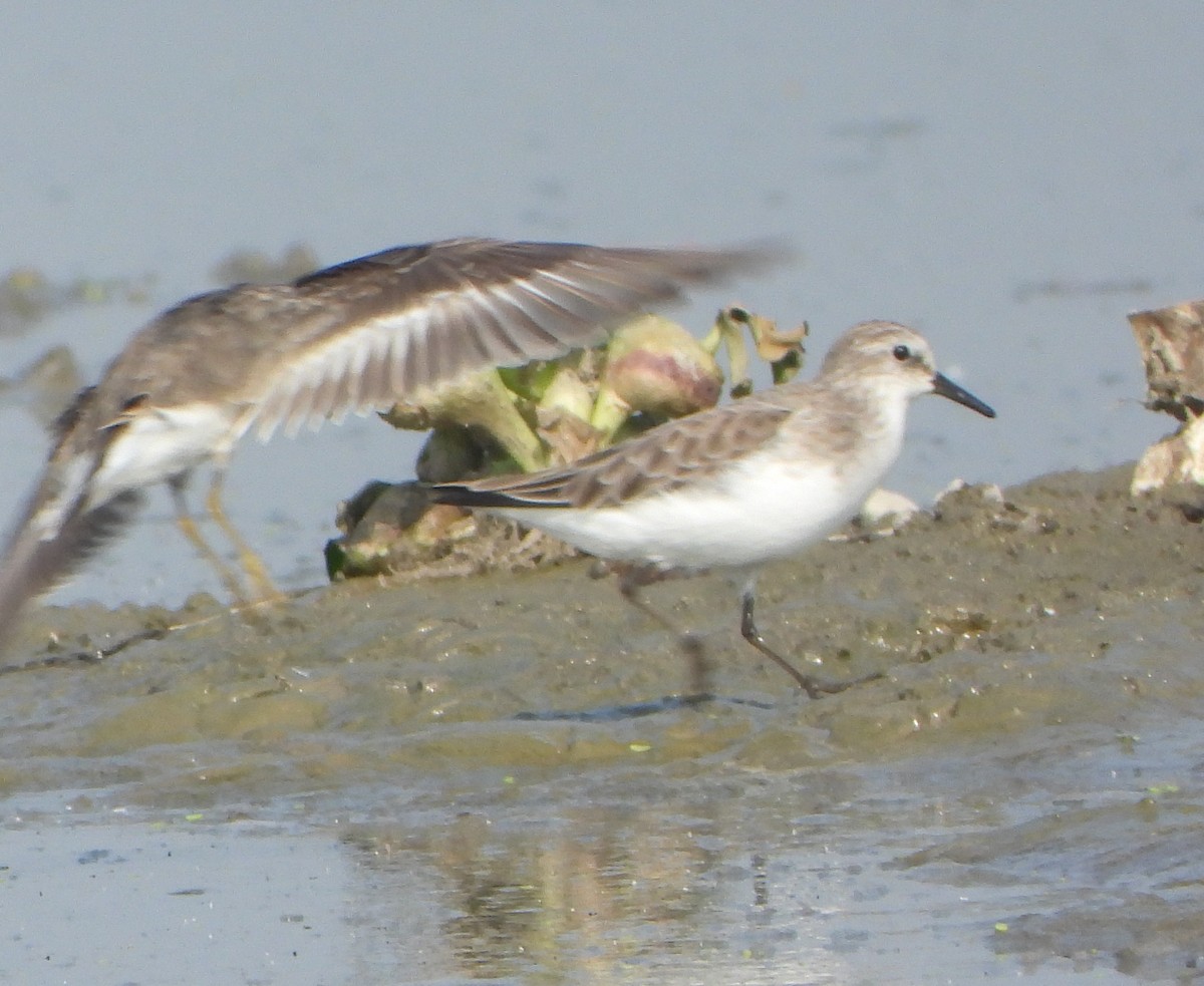 Little Stint - ML646339091