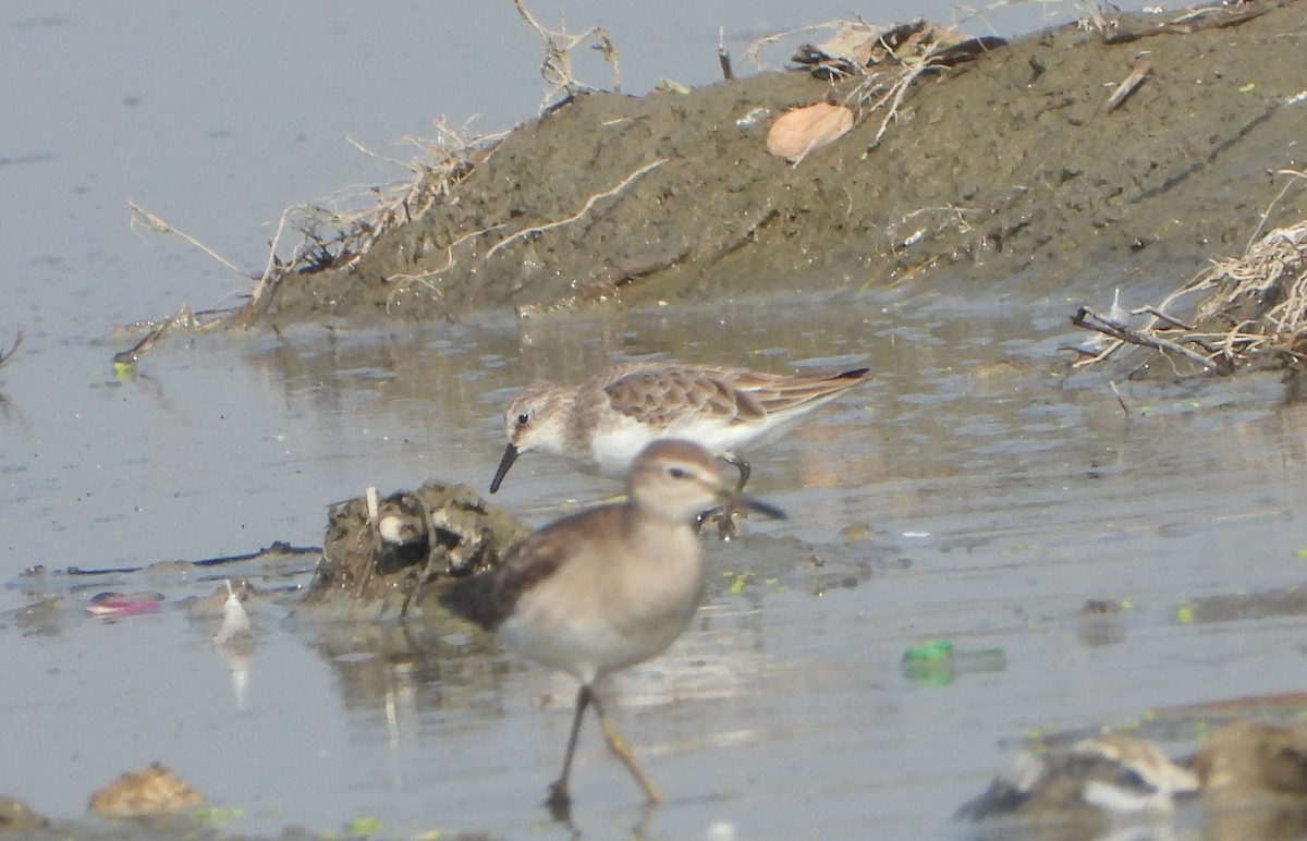 Little Stint - ML646339092