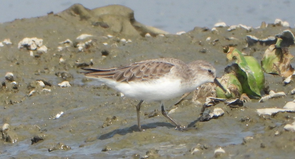 Little Stint - ML646339093