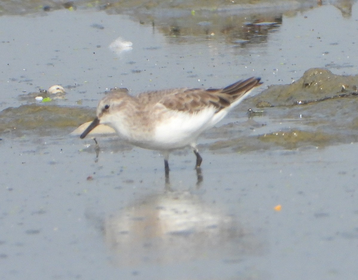 Little Stint - ML646339094