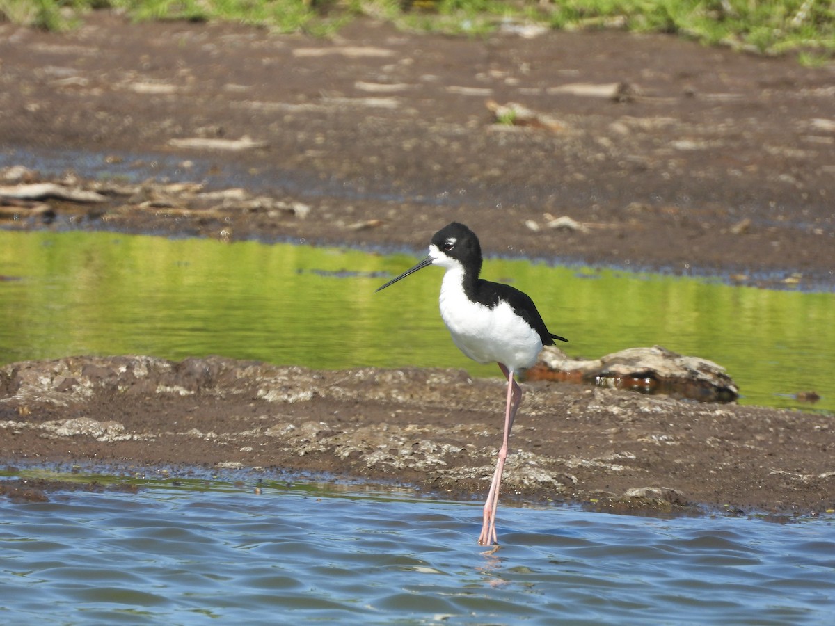 Black-necked Stilt - ML646339095