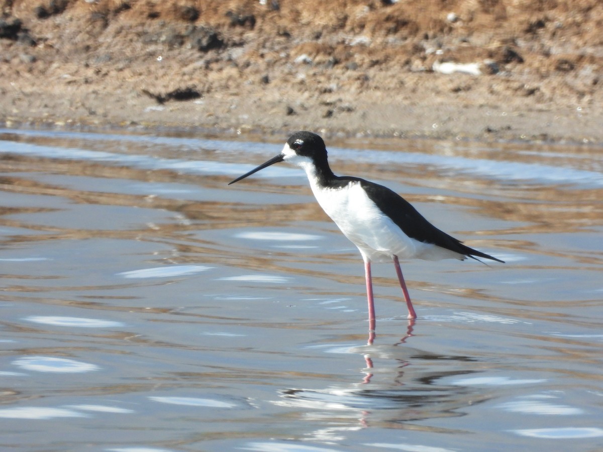 Black-necked Stilt - ML646339096