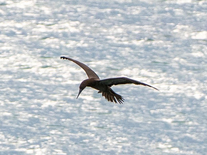 Сула червононога - ML646339097