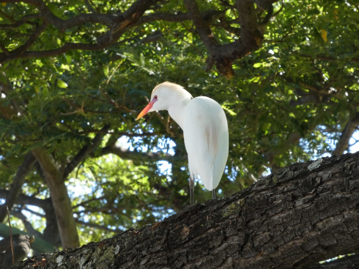 Western Cattle-Egret - ML646339102