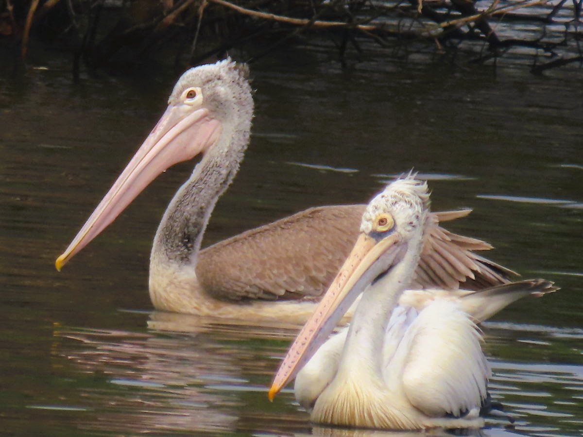 Hint Pelikanı - ML646339104