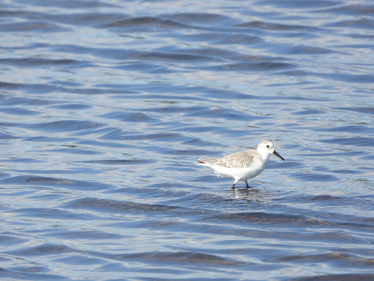 jespák písečný - ML646339105