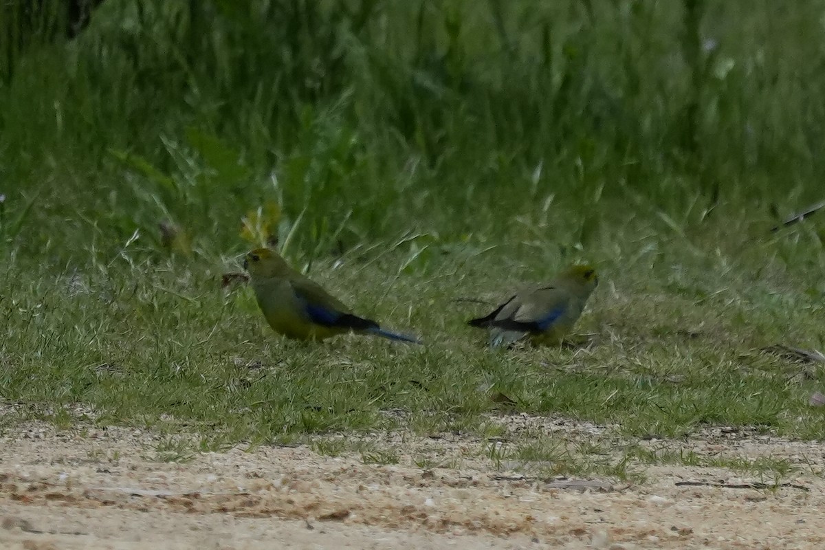 Blue-winged Parrot - ML646339107