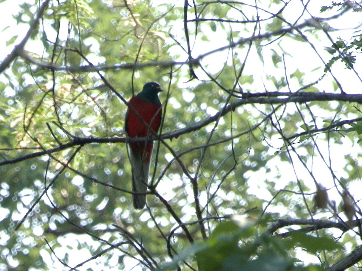 Narina Trogon - ML646339114