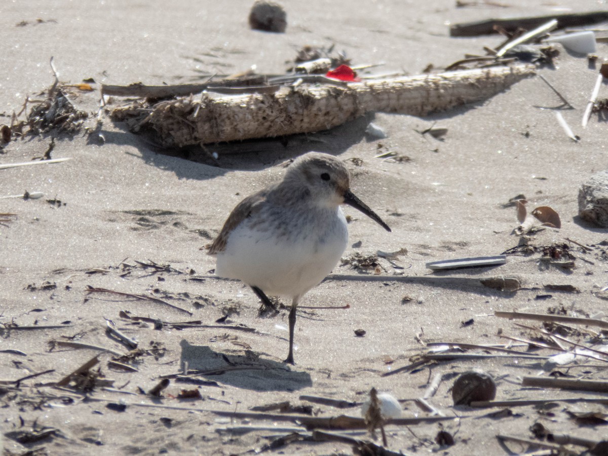 myrsnipe - ML646339115