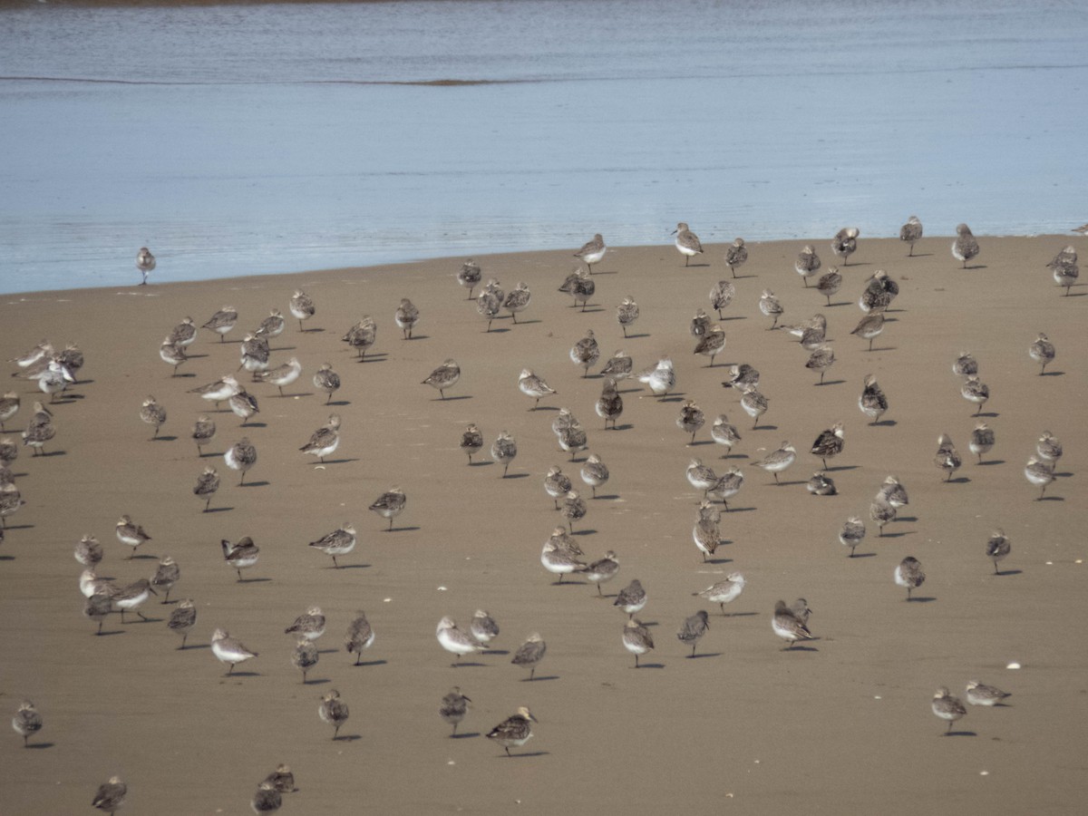 myrsnipe - ML646339116