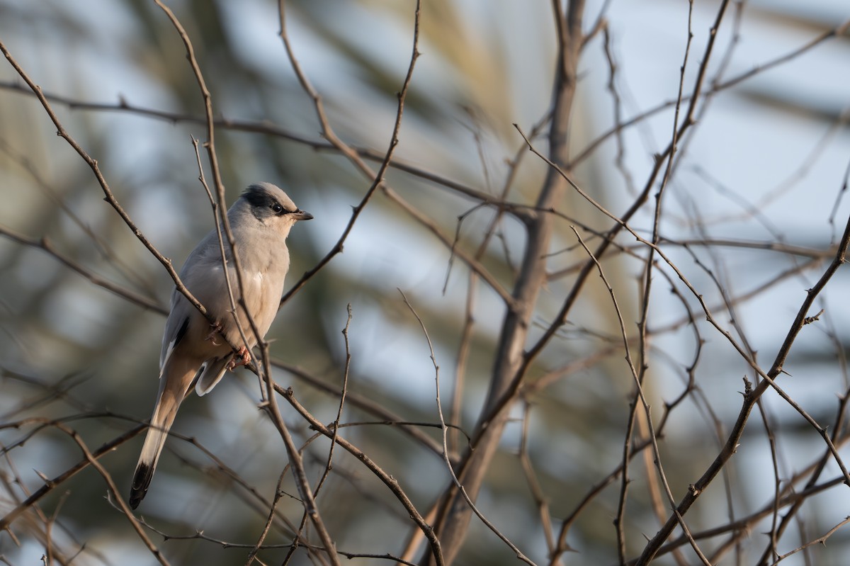 Seidenwürger - ML646339140