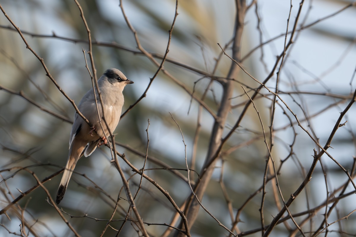 Seidenwürger - ML646339141