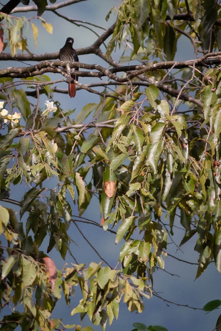 朱鸝 - ML646339142