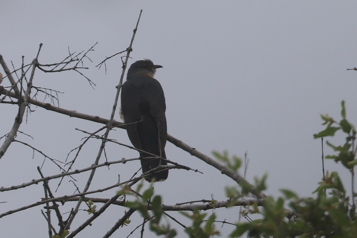 Einsiedlerkuckuck - ML646339146