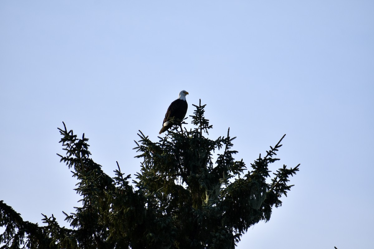 Bald Eagle - ML646339148