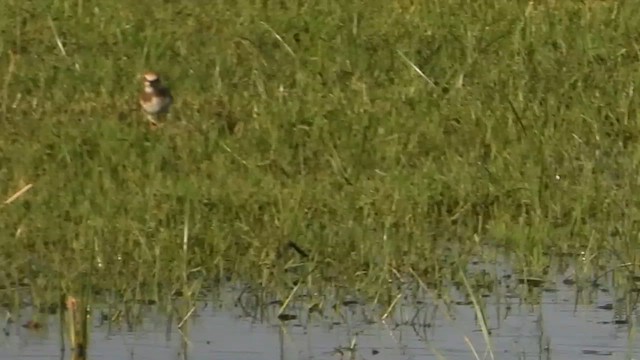 Halkalı Küçük Cılıbıt - ML646339149