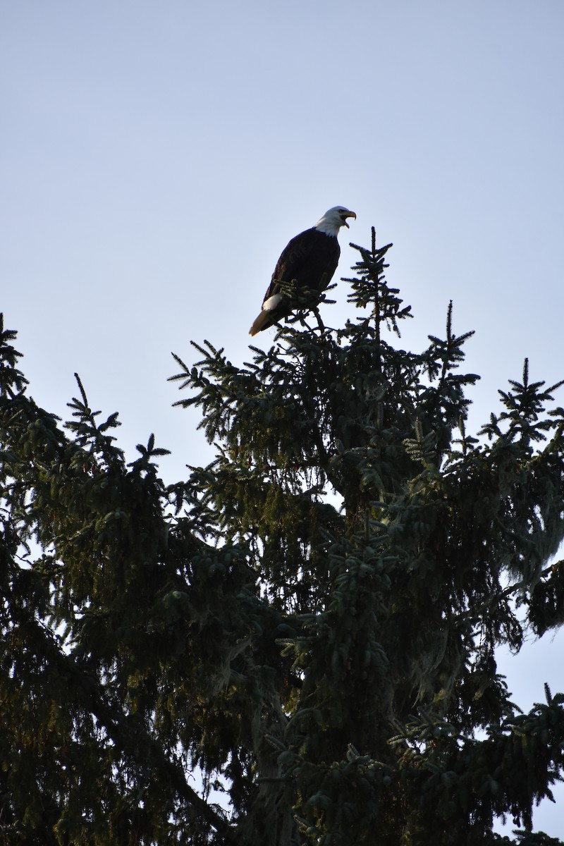 Bald Eagle - ML646339151