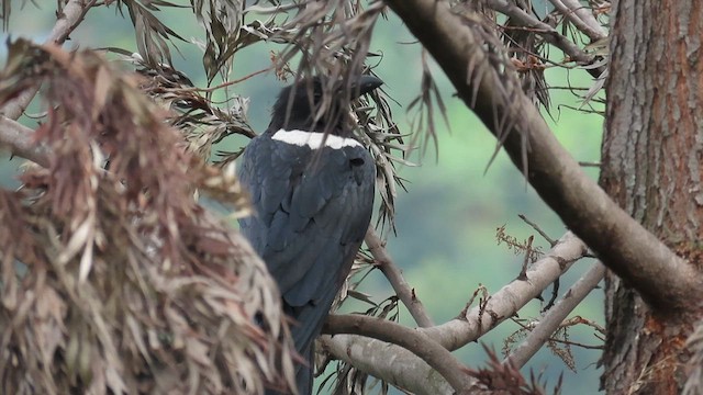 Gömlekli Karga - ML646339152