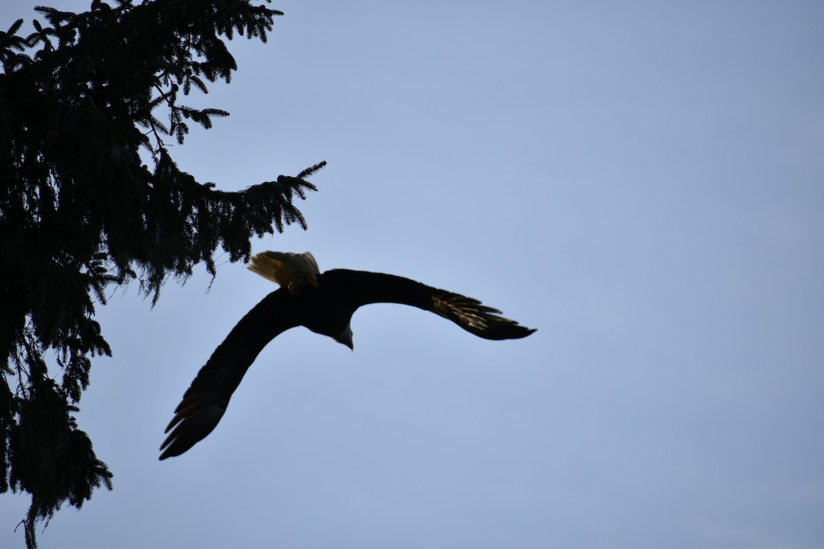 Bald Eagle - ML646339154