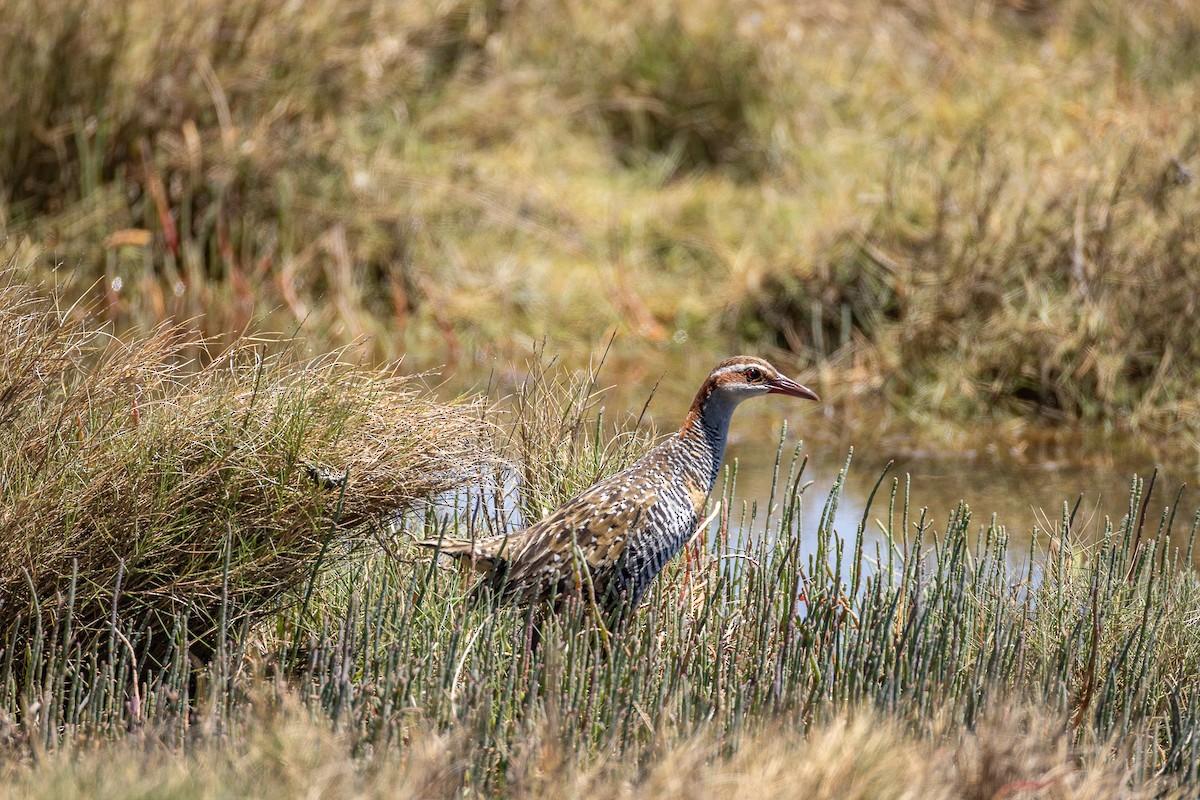 Bindenralle - ML646339157