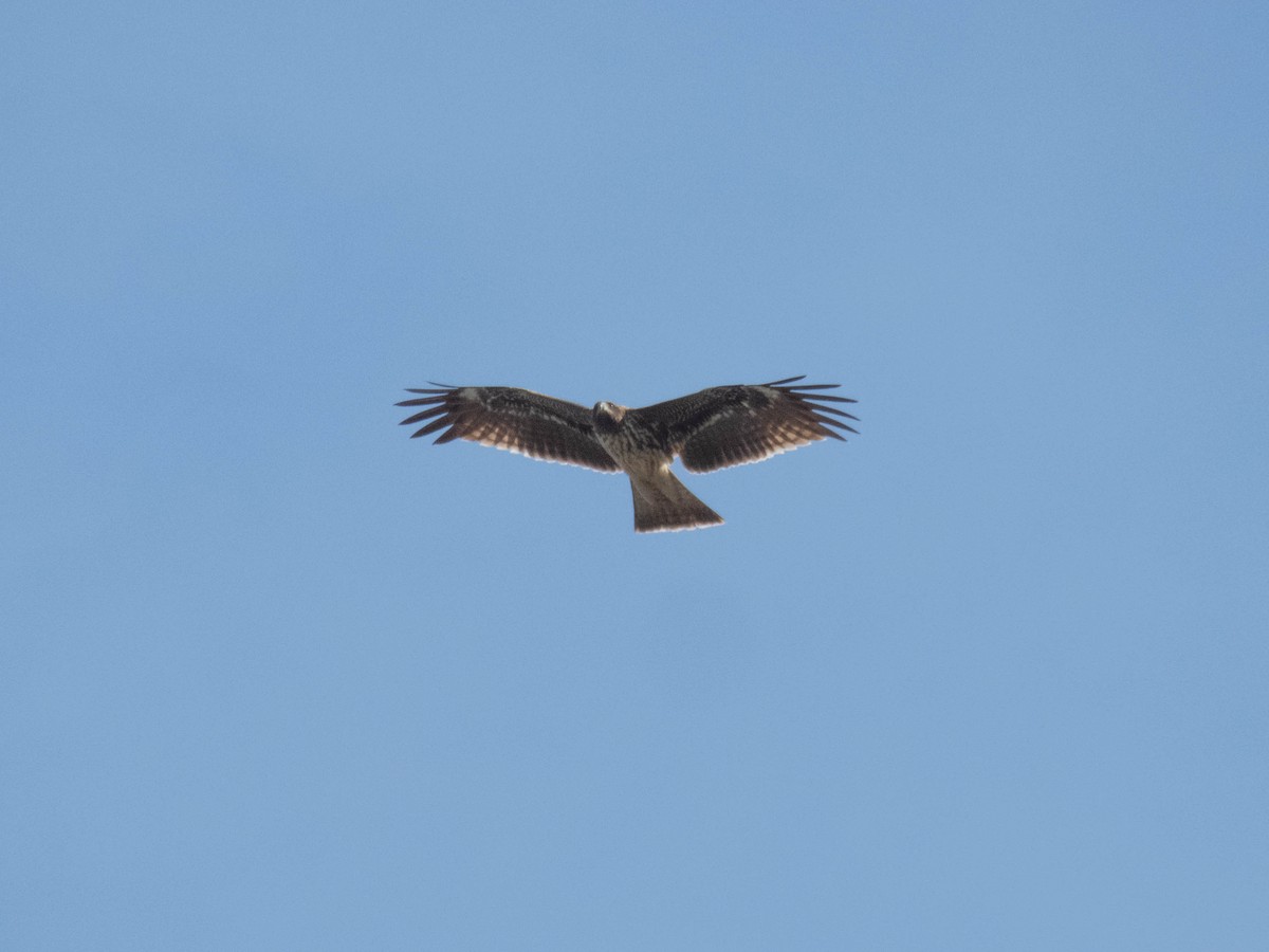 svartglente - ML646339158