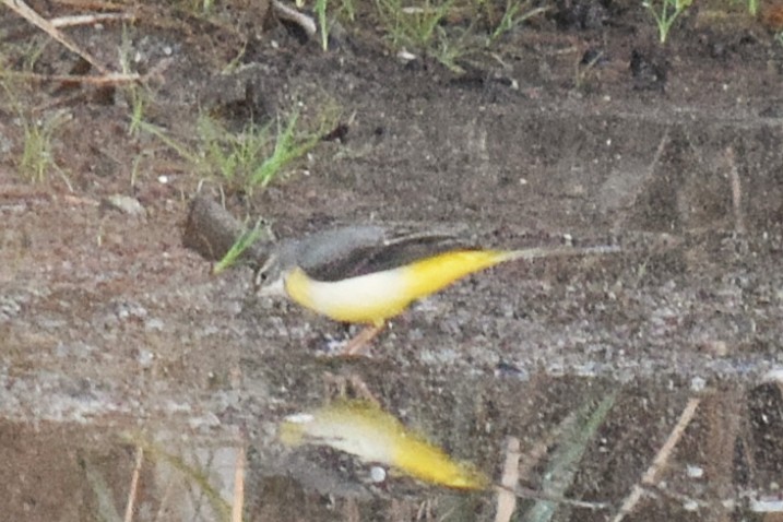 vintererle - ML646339161