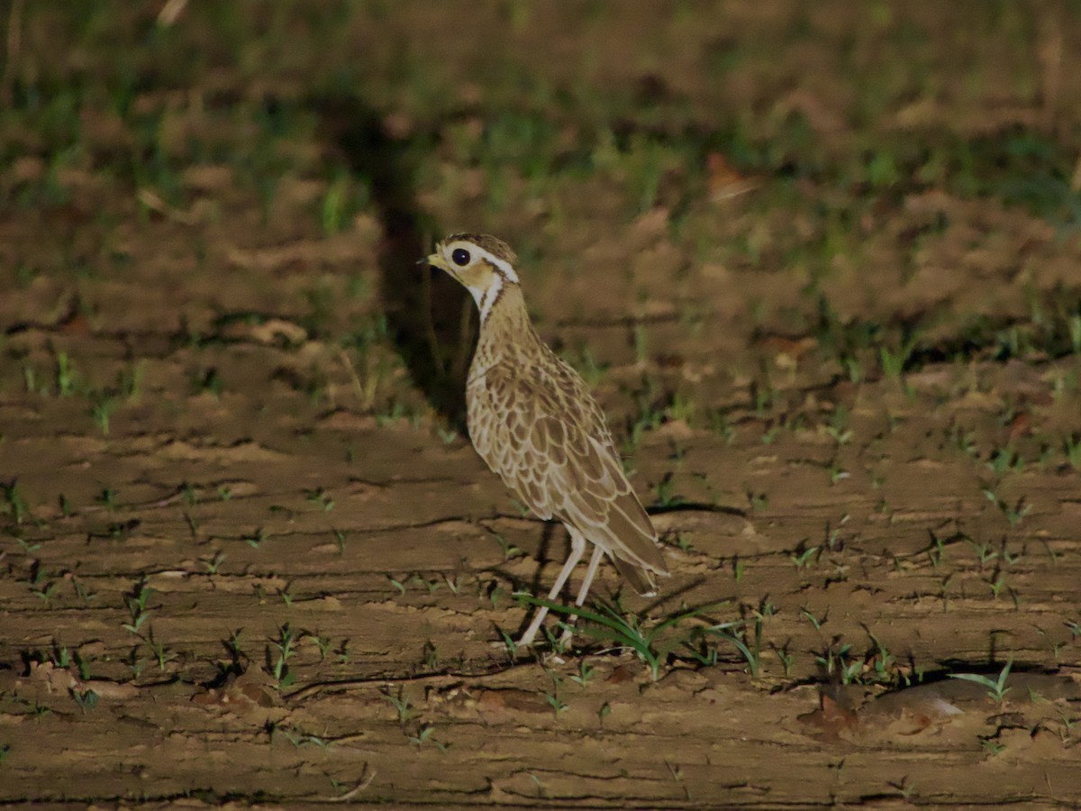 Three-banded Courser - ML646339162