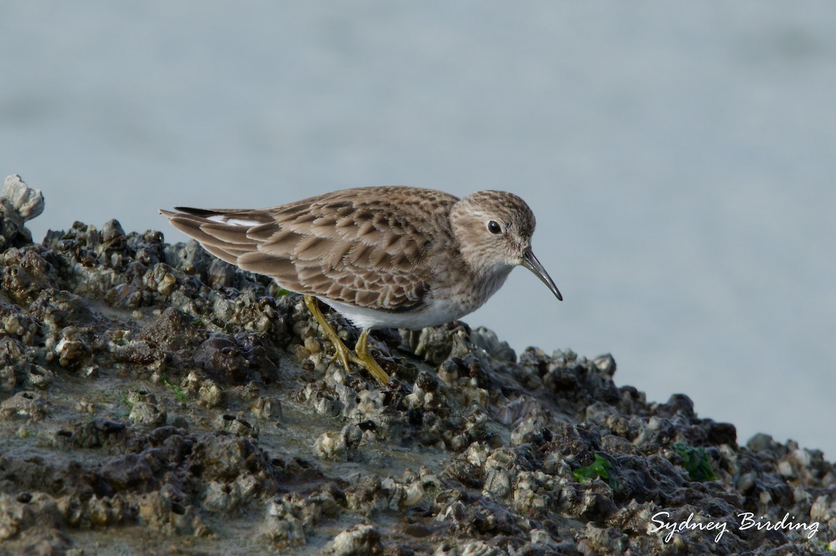 Least Sandpiper - ML646339163