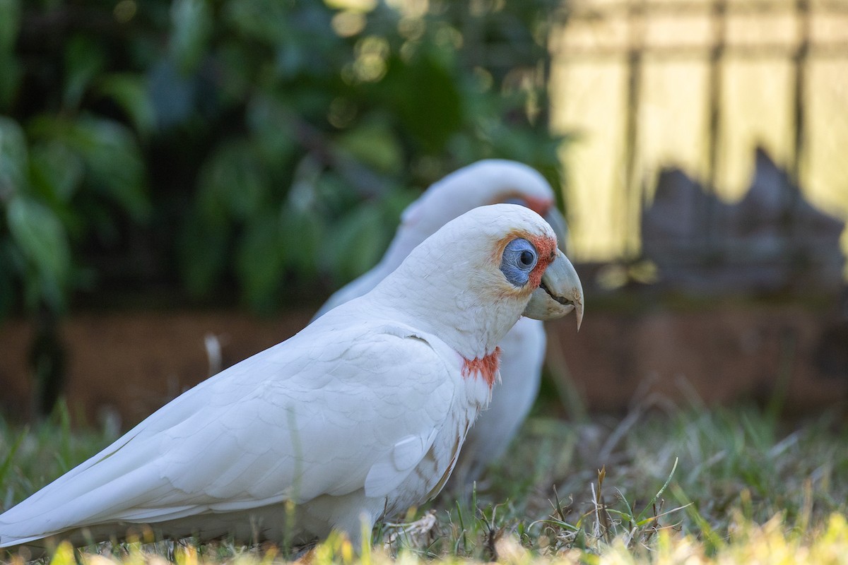 Nasenkakadu - ML646339164