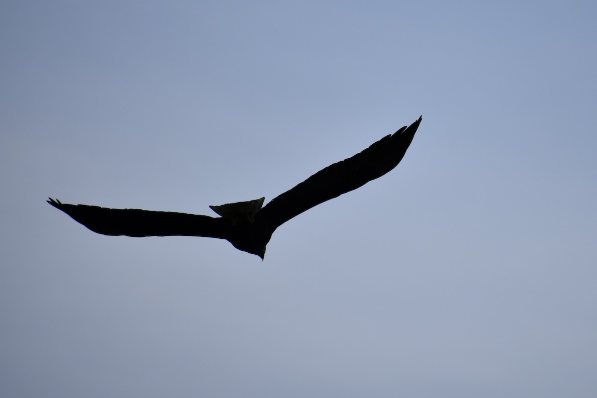 Bald Eagle - ML646339166